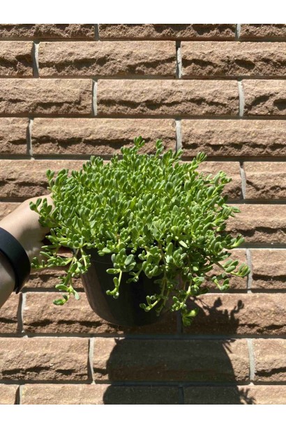 Делосперма Йеллоу Айс Плант - 3л/вис.0-5см/Ø10-20см